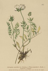 Milkvetch indický (Astragalus australis, Astragalus aboriginum, Phaca australis) od German School