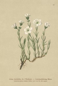 Pískomil alpský (Alsine laricifolia, Minuartia laricifolia, Arenaria laricifolia) od German School