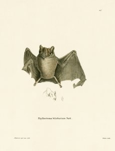 Ipanema Bat (barevné rytí) od German School