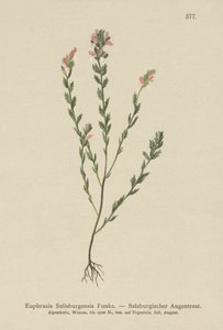 Irský světlík lékařský (Euphrasia Salisburgensis) od German School