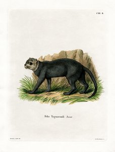 Jaguarandi (rytina Kabured) od German School