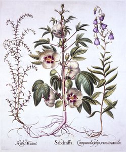 Jamajský šťovík, zvonek a solník ostnatý, od Hortus Eystettensis, Basil Besler (1561-1629), hospoda. 1613 (ručně kolorovaná rytina) od German School
