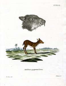 Java Mouse-Deer (barevné rytí) od German School