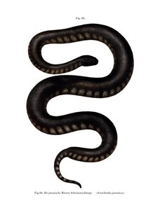 Javan File Snake (barevné lito) od German School