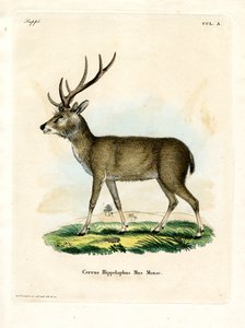 Javan Rusa (barevná rytina) od German School