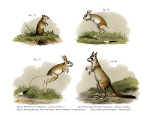 Jerboa, 1860 od German School