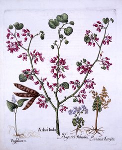 Jidášův strom, lilie májová, měsíčnice, jaterník, z Hortus Eystettensis, od Basila Beslera (1561-1629), hospoda. 1613 (ručně kolorovaná rytina) od German School