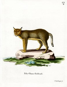 Jungle Cat (barevná rytina) od German School