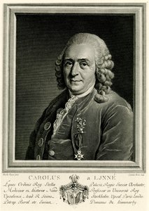Karl von Linné od German School