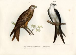 Kite, 1864 od German School