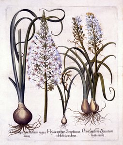 Pozdní hyacint a betlémská hvězda, od Hortus Eystettensis, Basil Besler (1561-1629), pub. 1613 (ručně kolorovaná rytina) od German School