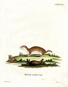 Least Weasel (barevné rytí) od German School