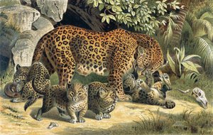 Leopard, deska z Brehms Tierleben: Allgemeine Kunde des Tierreichs, díl 1, str. 463, vydal Bibliographisches Institut, 1890 od German School