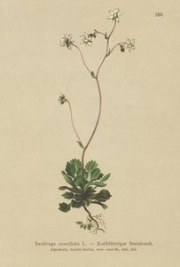 Lesser London Pride (Saxifraga cuneifolia) od German School