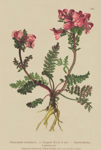 Všivec dlouhonosý (Pedicularis rostrata) od German School