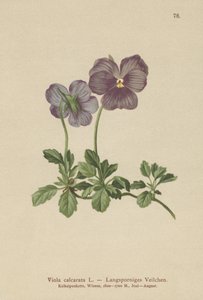 Fialka s dlouhým ostnem (Viola calcarata) od German School