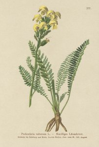Všivec dlouholistý (Pedicularis tuberosa) od German School