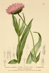 Květina dlouholistá vdova (Knautia longifolia) od German School
