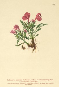 Všivec (Pedicularis geminata, Pedicularis Portenschlagii, Pedicularis pumila) od German School