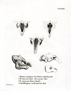 Manatee Skulls (barevná rytina) od German School