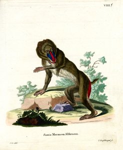 Mandrill (barevné rytí) od German School