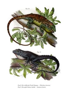 Mnohobarevný Bush anole (barva litho) od German School