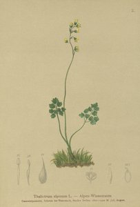 Luční rue (Thalictrum alpinum) od German School
