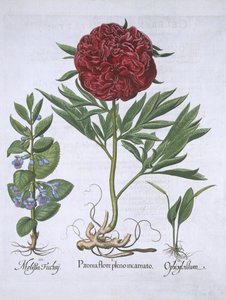 Melissa, Paeony a Odontoglossum, z knihy Hortus Eystettensis od Basila Beslera (1561-1629) pub. 1613 (ručně kolorovaná rytina) od German School