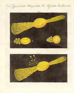 Meteor (barevné rytí) od German School