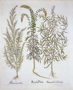 Mignonette, Southernwood a Estragon, od Hortus Eystettensis, Basil Besler (1561-1629), hospoda. 1613 (ručně kolorovaná rytina) od German School