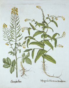 Mitre Cress and White Hořčice, od Hortus Eystettensis, Basil Besler (1561-1629), hospoda. 1613 (ručně kolorovaná rytina) od German School