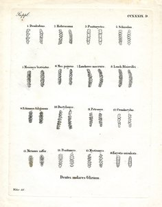 Stoličky (barevné rytí) od German School