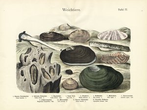 Měkkýši, cca 1860 (barevná litografie) od German School