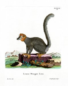 Lemur mongoose (barevná rytina) od German School