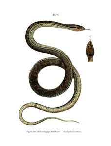 Montpellier Snake (barevné lito) od German School
