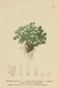 Mechový cyphel (Cherleria sedoides, Minuartia sedoides, Alsine Cherleri) od German School