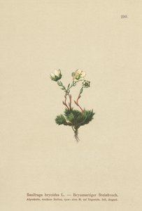 Lomikámen mechový (Saxifraga bryoides) od German School