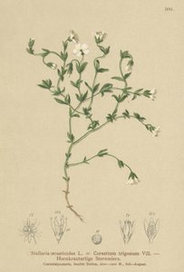 Ptačinec horský (Stellaria cerastioides, Cerastium trigonum) od German School
