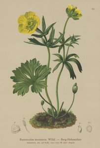 Vraník horský (Ranunculus montanus) od German School