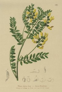 Čočka horská (Phaca alpina, Astragalus alpinus, Astragalus penduliflorus, Colutea alpina, Phaca alpina, Tragacantha penduliflora) od German School