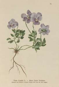 Mt. Cenis Pansy (Viola Cenisia) od German School
