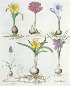 Narcisy, krokusy a hyacint: 1.Narcissus autumnalis; 2.Hyacinthus autumnalis; 3.Crocum biflorum; 4.Colchium album; 5.Colchium versicolor; 6.Narcissus autumnalis, z Hortus Eystettensis od Ba od German School