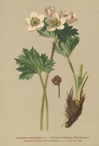 Sasanka kvetoucí narcisem (Anemone narcissiflora) od German School