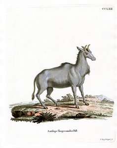 Nilgai (barevná rytina) od German School