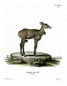 Nilgai (barevná rytina) od German School