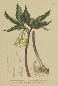 Korálovka devítilistá (Dentaria enneaphyllos) od German School