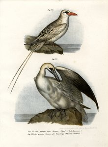 Gannet severní, 1864 od German School