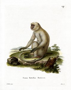 Northern Plains Grey Langur (barevná rytina) od German School