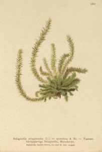 Severní Spikemos (Selaginella selaginoides, Selaginella spinulosa, Lycopodium selaginoides, Bernhardia spinosa) od German School