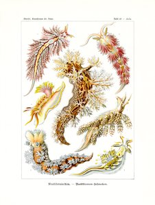 Nudibranchia, 1899-1904 od German School